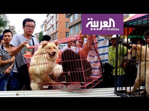 لايف ستايلشاهد: مدينة صينية تتجه لحظر تناول القطط والكلاب171713/0