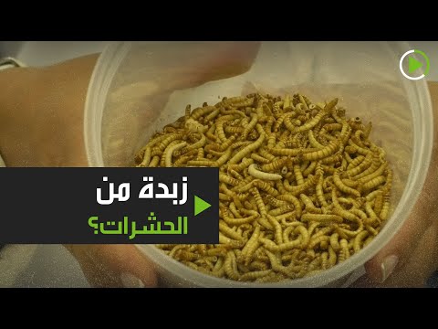 لايف ستايلشاهد: علماء في جامعة بلجيكية يروجون لإضافة الحشرات للطعام173852/0