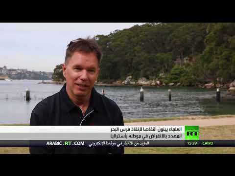 لايف ستايلشاهد: فنادق بحرية لحماية أحصنة البحر من الإنقراض180521/0