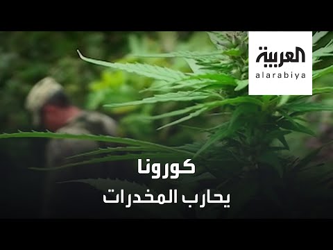 لايف ستايلشاهد: "كورونا" جندي يُحارب انتشار المواد المخدرة عالميًا183618/0