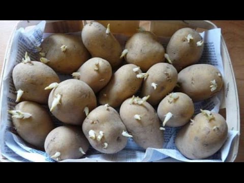 لايف ستايلبالفيديو : البطاطا تقتل عائلة روسية بأكملها17356/0