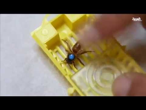 لايف ستايلشاهد: لبنان تلقح النحل صناعيًا10678/0