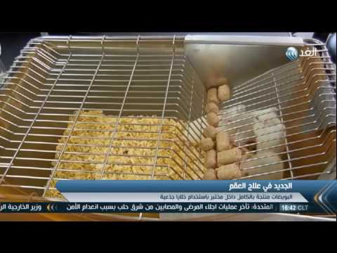 لايف ستايلشاهد: باحثون يابانيون يمكنون من استيلاد فئران ببويضات اصطناعية10819/0