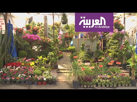 لايف ستايلشاهد: جولة في سوق الزهور تشوميلكو في المكسيك37700/0