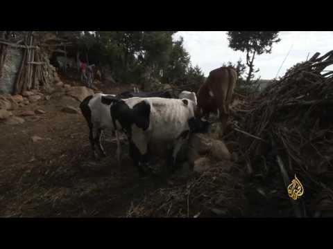 لايف ستايلشاهد: منتزه سيمين الإثيوبي مهدّد بالتدمير39693/0