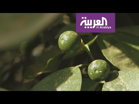 لايف ستايلبالفيديو: قصة "برتقال حائلط وعمره الطويل42119/0