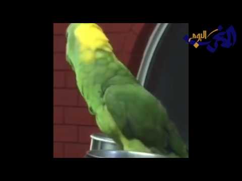 شاهد ببغاء يتلو سورا من القرآن الكريم
