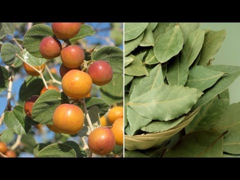 شاهد نبات السدر يمتلك العديد من الفوائد