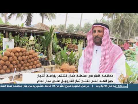 بالفيديو تعرف على أسباب إقبال المواطنون على شجرة جوز الهند في صلالة