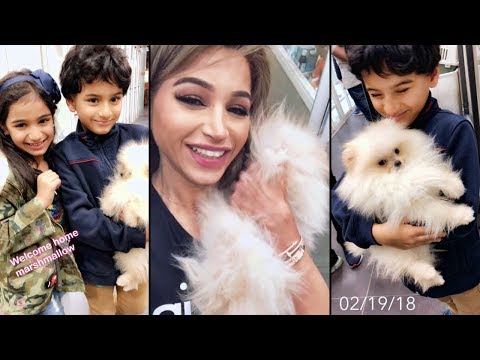 فيديو نهى نبيل تهدي أطفالها كلبًا لطيفًا