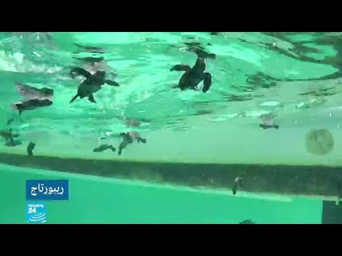 شاهد جزر قوريا التونسية محميات طبيعية تحتضن الكاوان