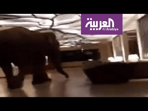 شاهد فيل ضخم يتجول في بهو فندق دون خسائر