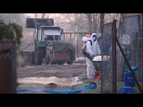 ظهور حالات انفلونزا الطيور في بولندا