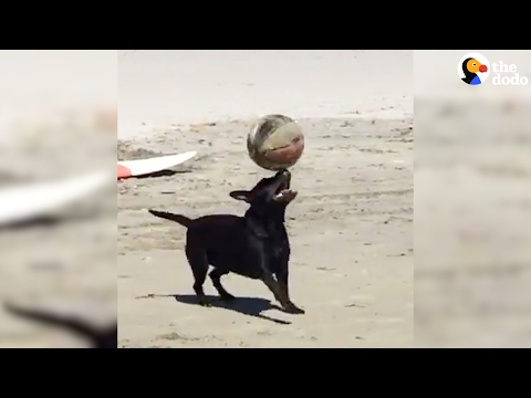 كلب ينافس نجوم الملاعب في التوازن