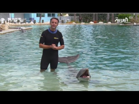 بالفيديو تجربة السباحة مع الدلافين في سي كواريوم ميامي